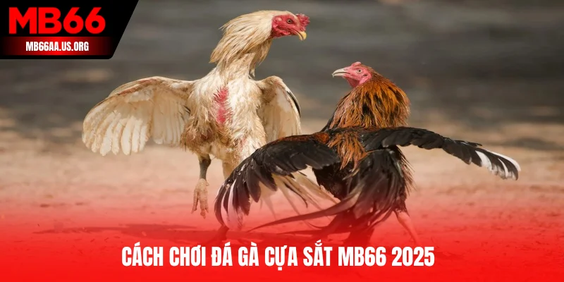 Chiến thuật soi kèo đá gà từ chuyên gia giàu kinh nghiệm