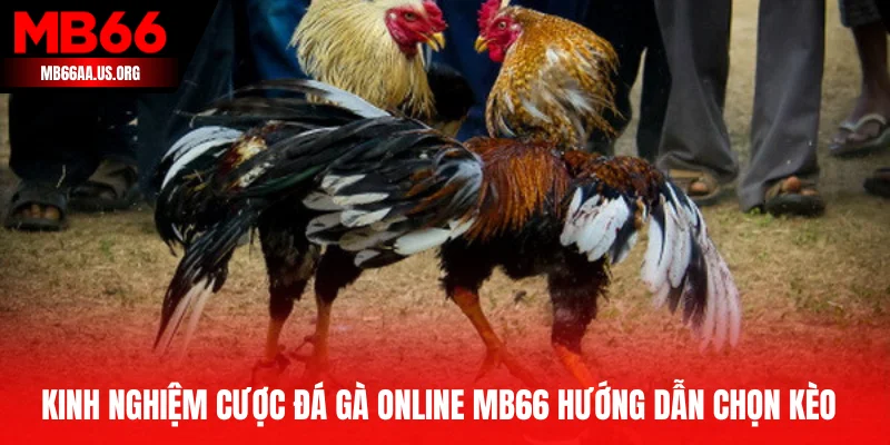 Kinh Nghiệm Cược Đá Gà Online MB66 – Bí Quyết Thành Công 3 Kinh nghiệm cược đá gà online MB66 hướng dẫn chọn kèo