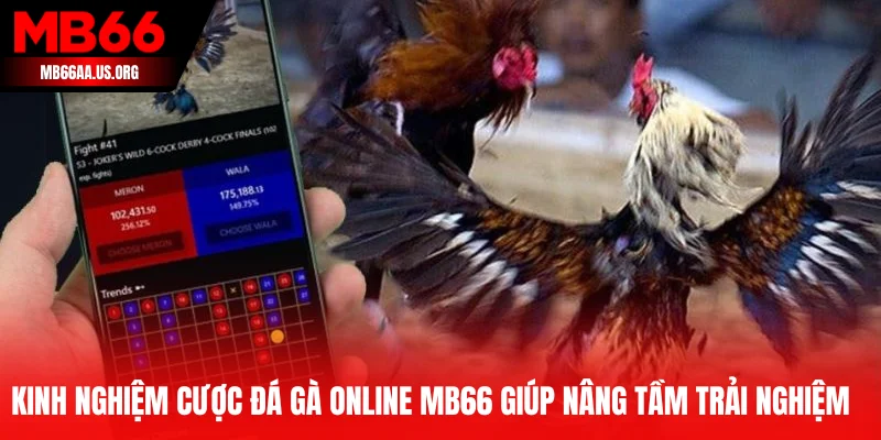 Kinh Nghiệm Cược Đá Gà Online MB66 – Bí Quyết Thành Công 4 Kinh nghiệm cược đá gà online MB66 giúp nâng tầm trải nghiệm trực tuyến