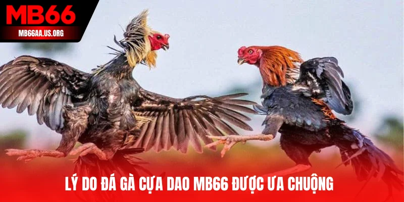 Đâu là điểm khiến đá gà cựa dao làm mưa làm gió?