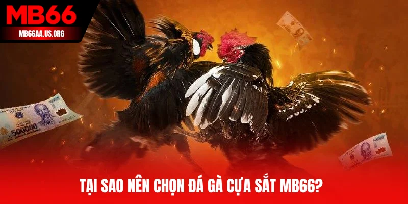 Tại sao nên chọn đá gà cựa sắt MB66?