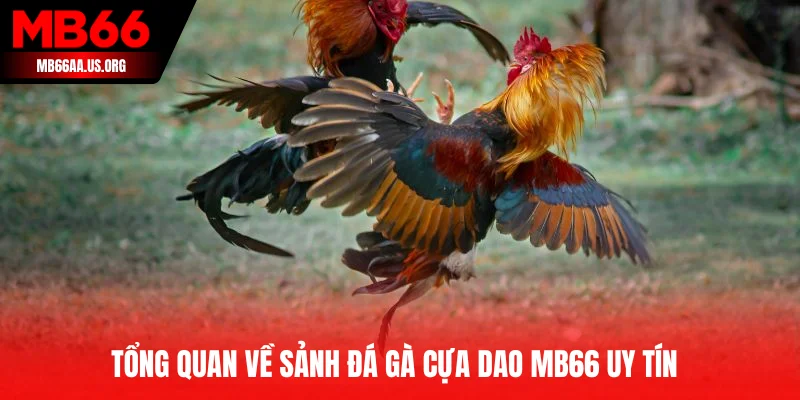 Tổng quan về sảnh đá gà cựa dao MB66 uy tín